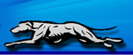 greyhound.jpg